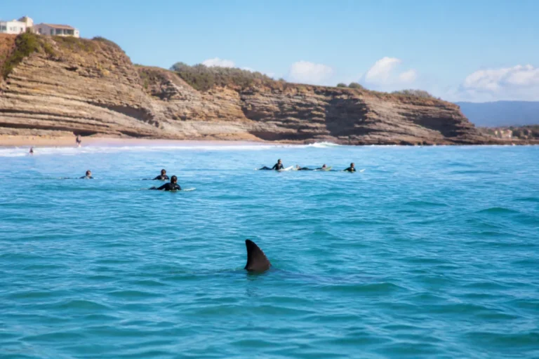 Attaque de requin en France à Biarritz, ce que montrent les faits