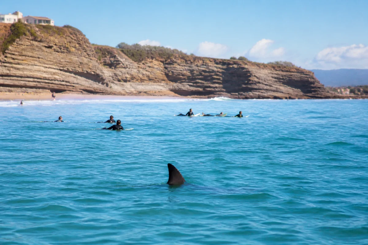Attaque de requin en France à Biarritz, ce que montrent les faits