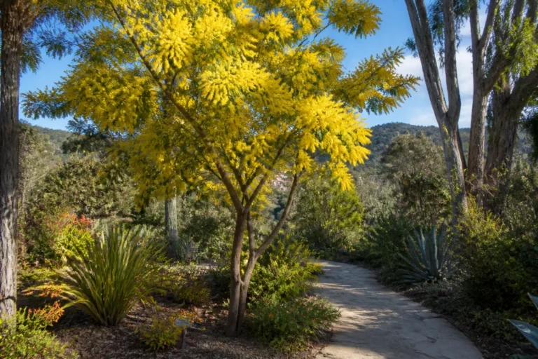 Que faire à Bormes-les-Mimosas