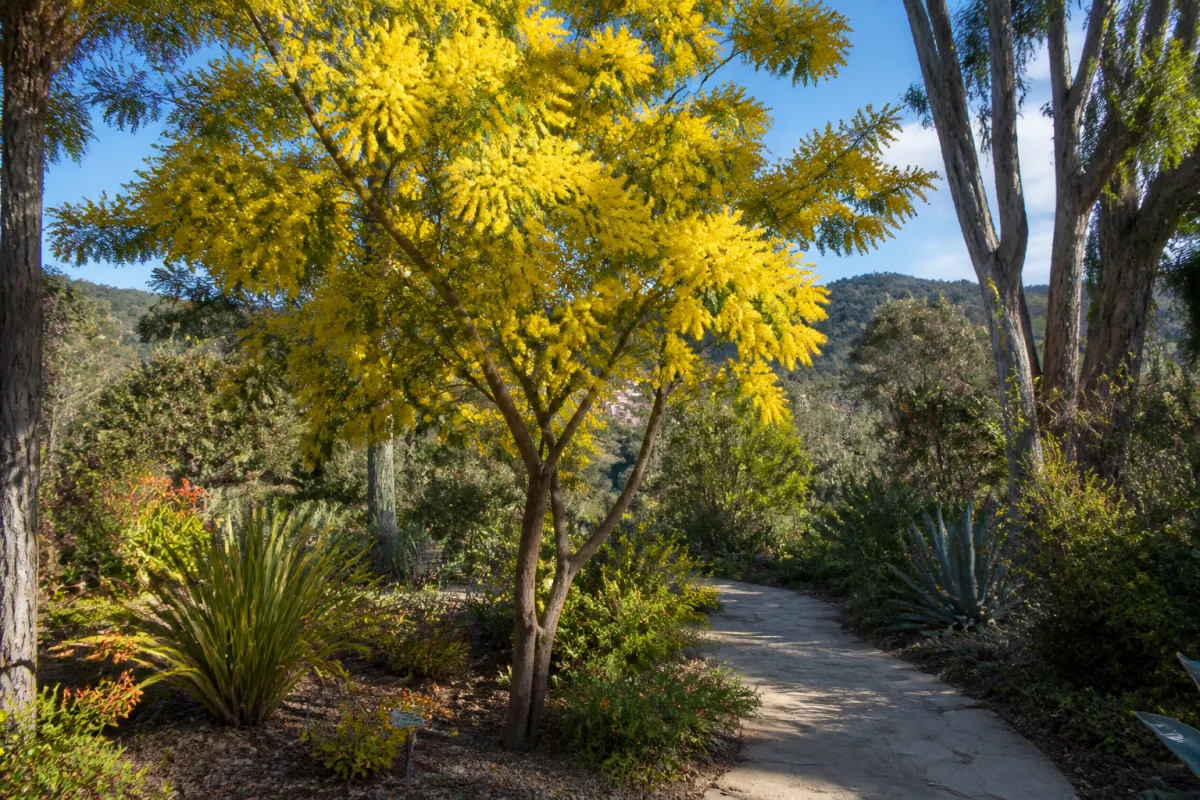 Que faire à Bormes-les-Mimosas