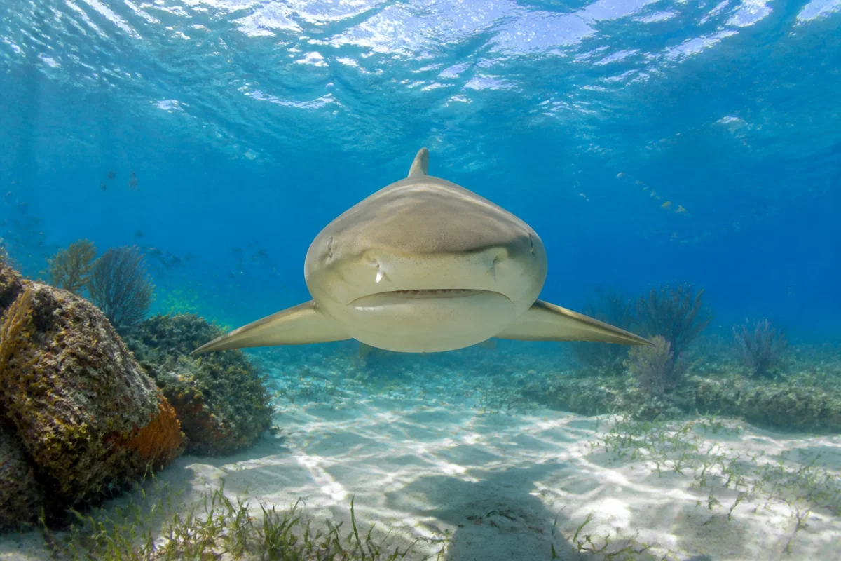 Attaque de requin en Guadeloupe ce que montrent les faits