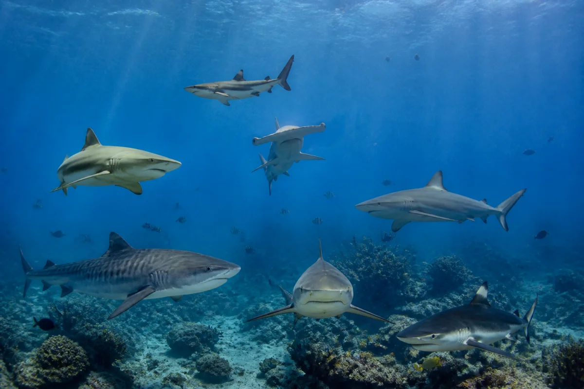 Attaques de requin à l’île Maurice ce que montrent les faits