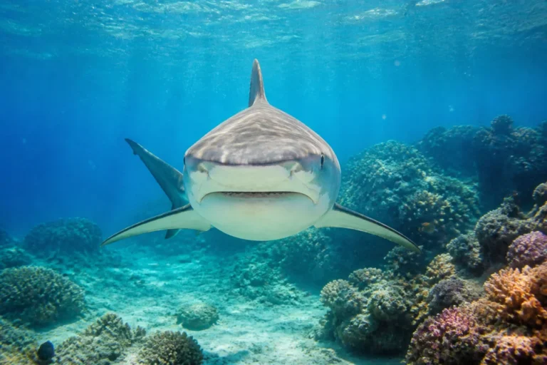 Les attaques de requins en mer Rouge en Égypte