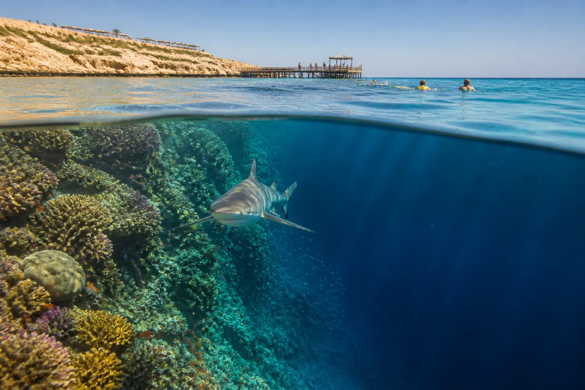 Les attaques de requins en mer Rouge en Égypte